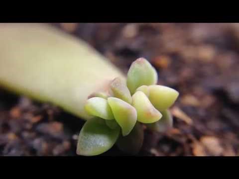 Graptosedum "California Sunset" Succulent Propagation Time Lapse