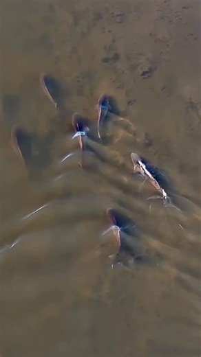 Lords Of The Fly 👑 on Instagram: "What do you think these redfish are chasing? ~ “One of my main goals for 2026 is to create better content that helps grow both my page and my client base. This morning was all about that—set aside entirely to watch and record fish. And they didn’t disappoint. Every spot I stopped at was alive: big schools, small schools, singles, and pairs—all putting on those classic redfish displays we love here in NEFL.” ~ Head to the [LINK IN BIO] to check out the full Angl
