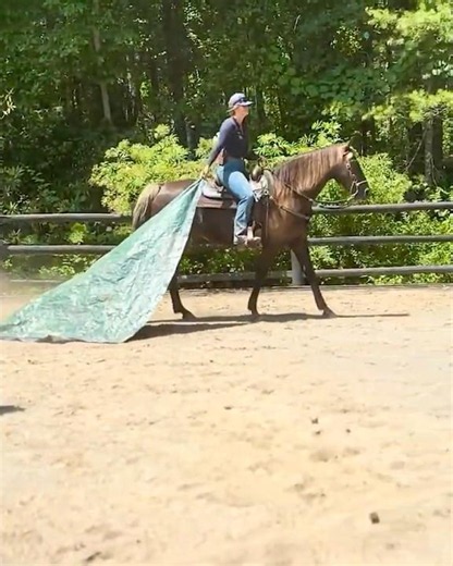 Chocolate Rocky Mountain Horse Gelding for Sale 💎 #gaitedhorse #horsesforsale