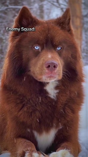 Cod meme #bo7 #callofduty #codmemes #warzonememe #bo7funnymoments