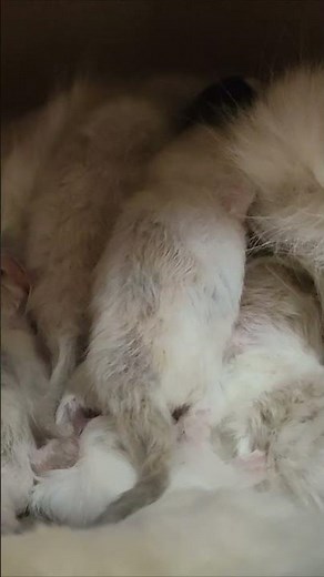 One kitten was left without food and was meowing.