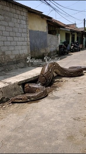 Giant python caught on camera, coming out of the sewer. #python #gigante #sucuri #tropis #viral