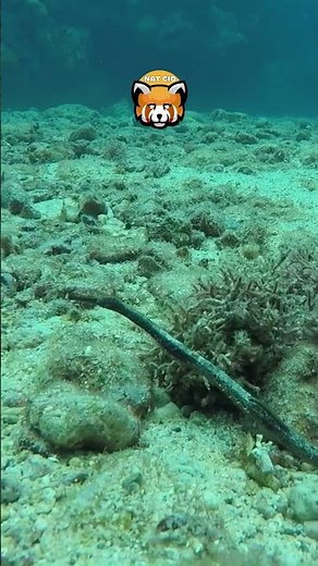 🐟El pez más rápido del océano ⚡🌊#animals #curiosidades #naturaleza #animales #sabiasque #wildlife