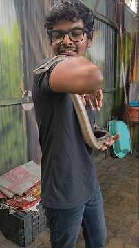 Handling a calm python — gentle yet powerful! 🐍#shortsfeed #shorts #snake #python #reptiles