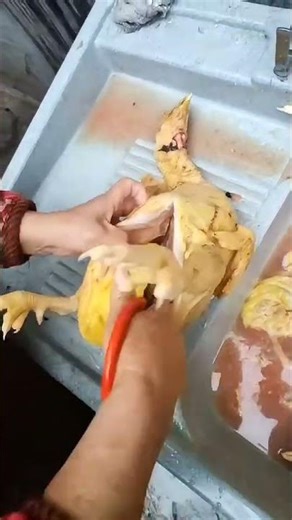 RT 70008mini rotary tillage and ridging all-in one tree 🌴