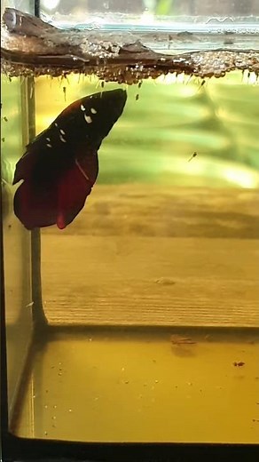 betta fish eggs hatching. ❤🤗😊😇