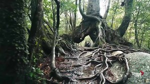 3.9K views | From Japan to Greece, Roland Van Meurs with AMA Travel takes a look at the travel trends ahead in 2020. Sponsored by AMA. | Global Edmonton | Facebook