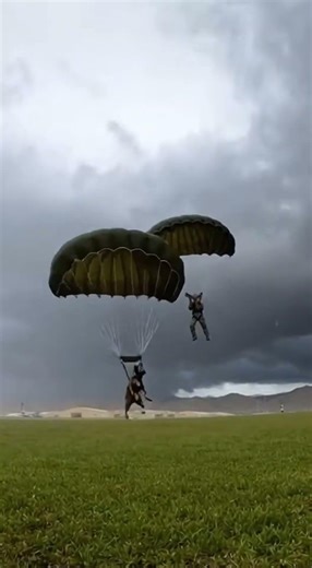 Military K9 Steps Out Into a Dark Sky