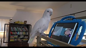 Parrot Kindergarten