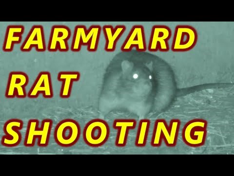 FARMYARD RAT SHOOTING - Air Arms & BSA