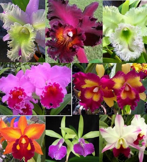 5  Live Orchid Plants (cattleya, Oncidium, Dendrobium, Vanda, Phalaenopsis, Tolumnia or Cymbidium ) - Premium Orchids - Free Shipping - Etsy