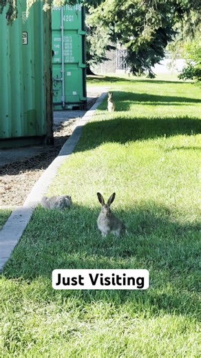 Just Visiting | Three Wild Hares in Canada
