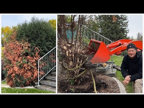 Damaged Beyond Repair: Removing A Large Techny Arborvitae