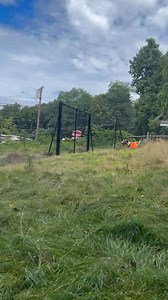 Happy Dog's give a tour of their fenced yard, you can barely see the Real dog fence | PetPlaygrounds