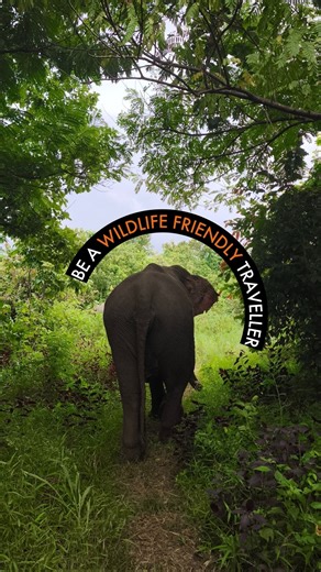 World Animal Protection on Instagram: "Elephants are endangered, intelligent, and social animals, who are still being exploited in captivity.⁣ ⁣ Instead of living in their natural habitats, thousands are still trapped in captivity without their needs being met.⁣ ⁣ Captive elephants used for tourism in Thailand has risen by 73% since 2010, meaning more elephants are suffering on a daily basis.⁣ ⁣ But travellers can help protect elephants.⁣ ⁣ Avoid riding, washing, touching, or taking selfies with