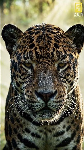 Black Jaguar in the Mist 🐆 #4k #wildlife #animals