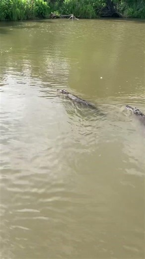 Lego Crocodile & Real Alligators 5 #lego #legoland #crocodile #alligator #shorts