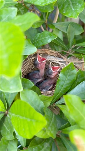 Hungry birds, who will feed them? found at my back yard garden #birds #hungrybirds #wildlife