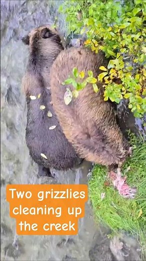 Grizzly Bears at Fish Creek Eating Salmon | Alaskan Wildlife