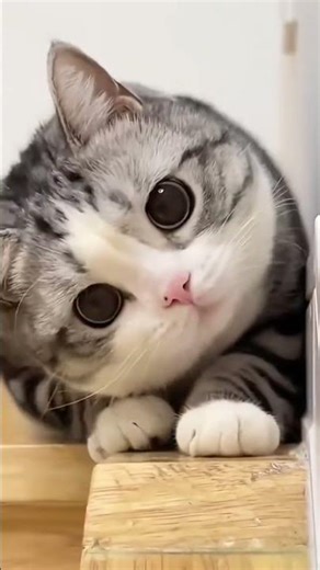 cute cat 🐱 #cat #imut #shortvideo #kucing