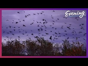Campus crows roost by the thousands every night at this Seattle school