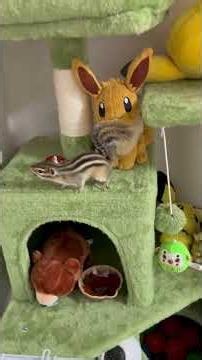葡萄を隠すのが下手なシマリス #シマリス #chipmunk #癒し
