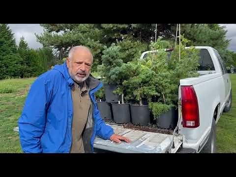 Fall Repotting Tips for Conifers! 🍂🌲