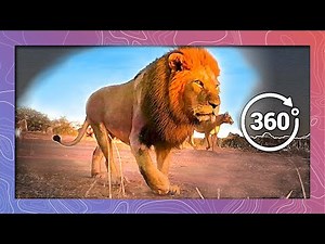 No Sudden Movements As Lion Pride Gets Close | Wildlife In 360 VR