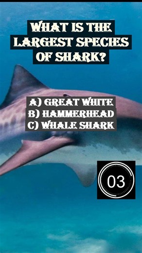 What is the largest species of shark? | Welcome to Quiz Flash! 🧠⚡ | 🇺🇸 USA Trivia