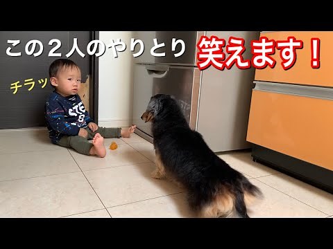 【ダックスフンド】犬と1歳児子供の面白くて笑える動画集めました。【犬と子供】【爆笑と癒し】