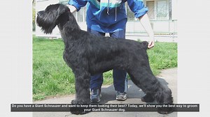 How to Groom Your Giant Schnauzer: Step-by-Step Guide
