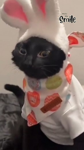 6.3K views · 121 reactions | Humans clean, cats create messes. Balance restored. | Make Me Smile | Facebook