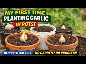 My First Time Planting Garlic in Pots | Easy Backyard Garlic for Beginners