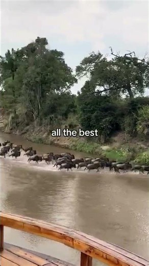 The Greatest Migration in The World.