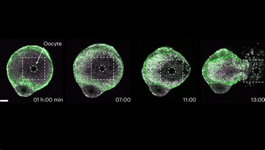 Watch Ovulation In Action: Amazing New Footage Captures How It’s Controlled
