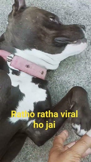 viral ho jai 👍#shorts #pitbull #dogbreed #ytshorts #dogtype #pitbulldog #pets #dog #viral #views
