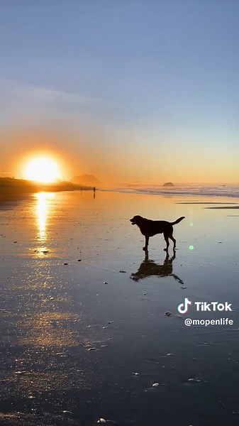 Beautiful sunset in New Zealand. Dreamy moment 幻想的すぎるマウントマウンガヌイ #ニュージーランドワーホリ #newzealand #mountmaunganui #sunset
