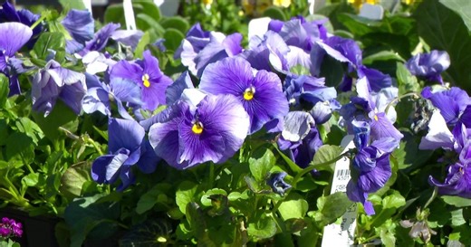 Tips for prepping your yard this spring