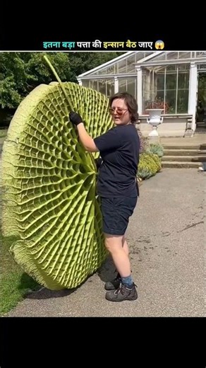 World's Largest Leaf That Can Hold a Human! | Victoria Water Lily Secrets Revealed!