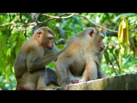 A Monkey Mating Amazing