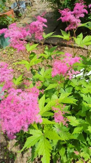 京鹿の子｜Kyokanoko – A Japanese Flower with a Soft, Kimono-Like Beauty