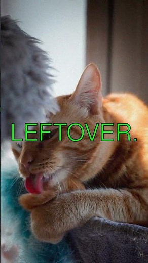 Why Cats Love EE Names And What Dross Has to Do With It Did you know your cat might...