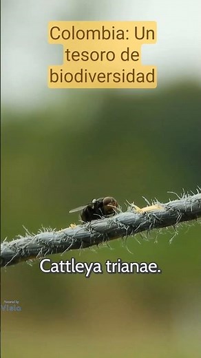 Colombia uno de los países megadiversos del mundo, #biodiversidadcolombiana#naturaleza