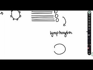 Immune System and Memory Cells | AS Level Biology