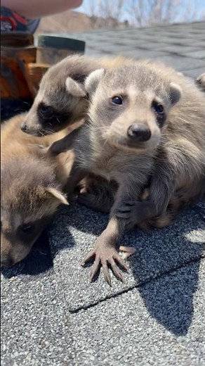 Baby Raccoons In Attic! First looks at the world and already stealing hearts ❤️ #raccoon