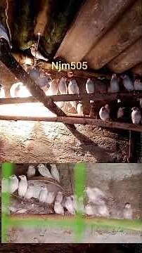 Java sparrow baby safety / #njm505 #viral #shorts