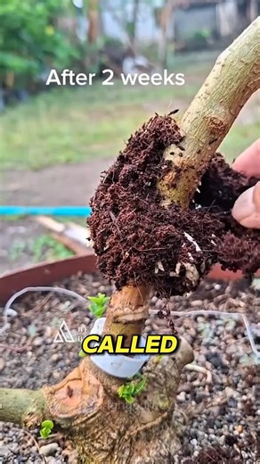 How China Clones Fruit Trees Without Seeds #facts #didyouknow