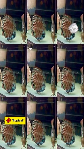 Santarem Discus Plus on Reels