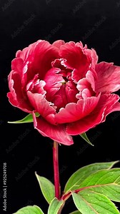 Opening red peony flower blossom. Process from tightly closed bud to fully open flower. Time-lapse Stock Video