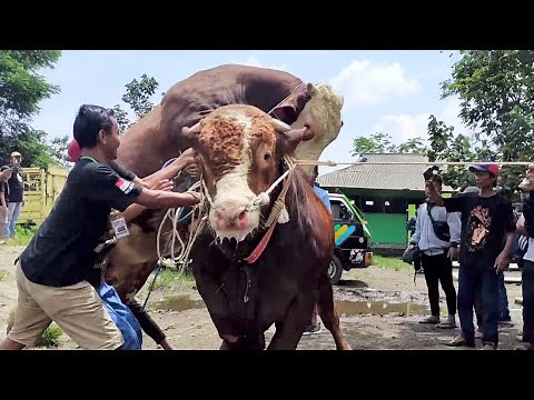 KUMPULAN SAPI NGAMUK PALING LUCU‼️🔥🔥🔥